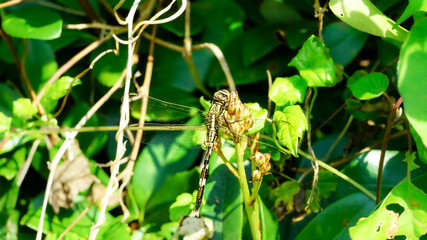 Dragonfly perched on a bud