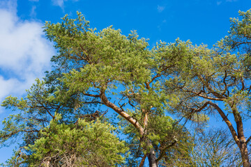 Alte Kiefern vor blauem Himmel