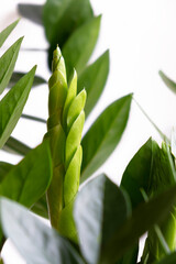 A new sprout of the Zamiokulkas plant on a white background. Breeding of fashionable, modern domestic plants
