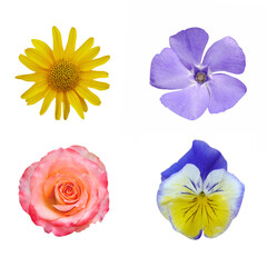 Macro photo set flowers blue camellia, rose flower, blue periwinkle, arnica Montana on white isolated background