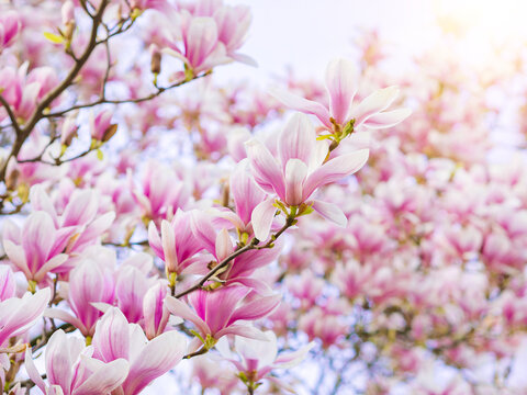 Branch magnolia pink blooming tree flowers in soft light. Purple tender blossom Magnoliaceae soulangeana in sunny spring day in garden Spring time Natural floral background. Botanical garden concept