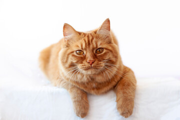 Fototapeta na wymiar A red cat lies on a white surface with its muzzle facing the camera and its paws hanging down