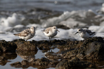 Three sanderling on the island of Lanzarote
