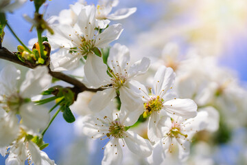 Beautiful cherry blossom sakura full bloom time over blue sky Flowers Japanese flowering cherry on Sakura tree on spring sunny day Beautiful nature scene with flowering tree and sun sky. Soft focus 