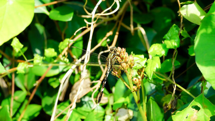 Dragonfly perched on a bud