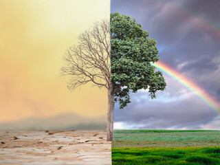 Change tree forest drought and forest refreshing. Ecology concept Half alive and half dead tree...
