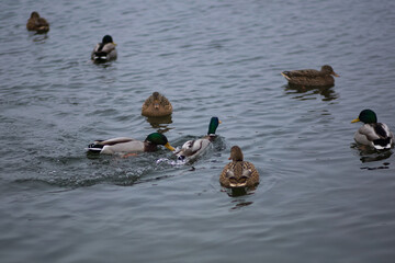 Wild ducks on autumn lake on thin ice