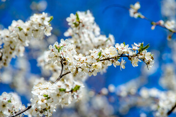 Cherry blossom branch in the garden in spring
