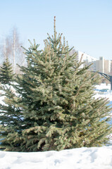 Fluffy green Christmas tree on blurred cityscape background in winter.