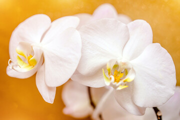A branch of white orchids on a shiny gold background.
