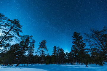 starry sky in the winter forest