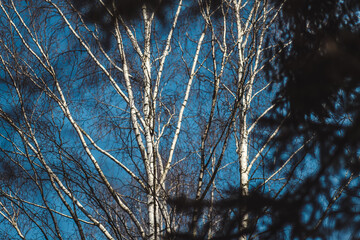 branches against sky
