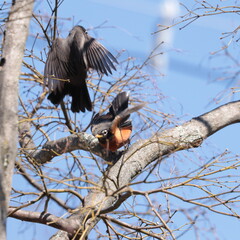 American robins (Turdus migratorius) frolicking in spring