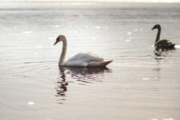 swans on the lake