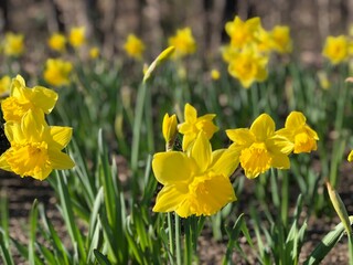 yellow daffodils in the garden