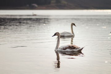 swan on the water