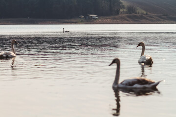swans in the water