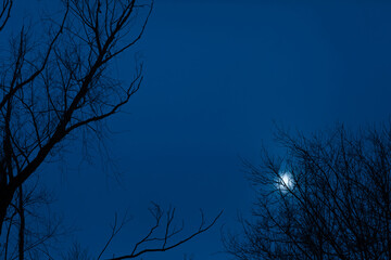 Moon in the dark blue sky through the branches of a tree