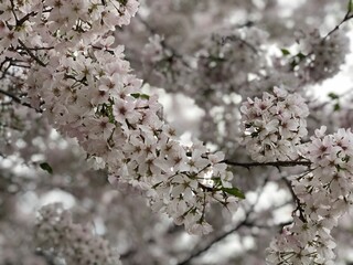 blossom in spring