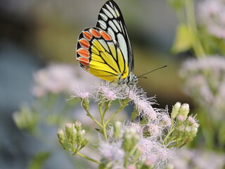 butterfly on flower or beauty on beauty