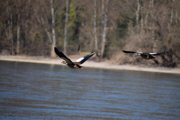 fliegende Nilgänse