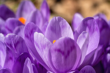 Macro image of purple saffron flowers, natural spring floral background suitable for wallpaper or cover