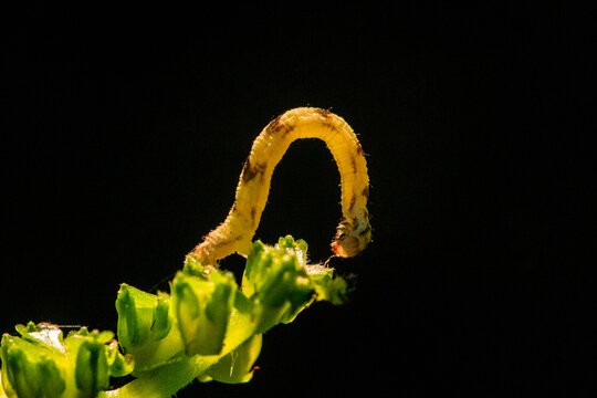 Caterpillar of a Moth (Eupithecia miserulata)