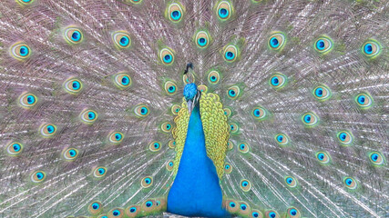 Obraz premium Blue royal peacock with open tail