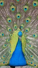 Obraz premium Blue royal peacock with open tail