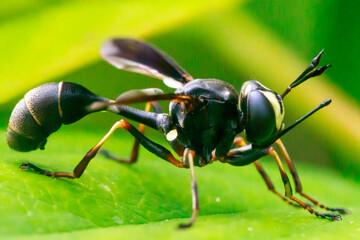 Fototapeta premium fly on leaf -Psychocephala tibialis