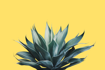 Fox Tail Agave Plant in Blue Tone Color on Yellow Background - obrazy, fototapety, plakaty