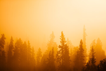 Sunset pine forest alaska nordic in autum fall time september beautiful yellow nature colors looks...