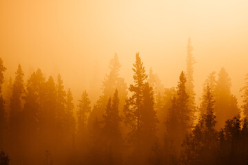 Sunset pine forest alaska nordic in autum fall time september beautiful yellow nature colors looks...