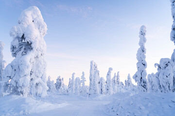 Fototapeta na wymiar Lapland Winter Sky