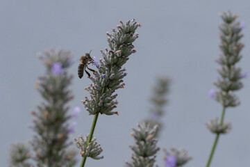 Honey bee on lavender plant in Zurich, Switzerland.