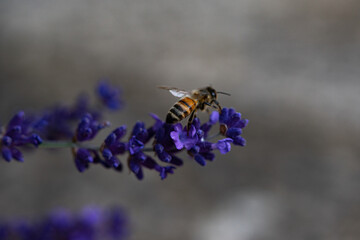 Bee Buzzing around