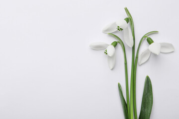 Beautiful snowdrops on white background, top view