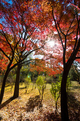 쓸쓸한 가을낙엽과 공원