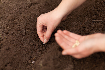 Planting seeds. Land cultivation in spring, sustainable gardening.