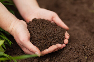 Organic ground. Black fertile soil in the hands. Fertilizing the dirt.