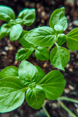 Fresh green basil leaves. Growing herbs for cooking at home.