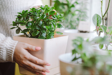 Woman holds a pot with a home plant in her hands. Eco-friendly lifestyle. Home gardening concept. Growing potted flowers.