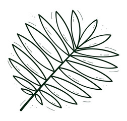 The leaf consists of narrow pointed leaves. Tropical as a palm tree. Contour doodle sketch dark green white. Isolated vector drawing on a white.