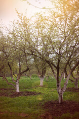 Fototapeta premium Evening sunset in spring apple orchard