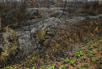 Forest fires filled the sky with smoke. Caused by human sacrificial fire in the wild. The firemen put out the fire on the mountain.