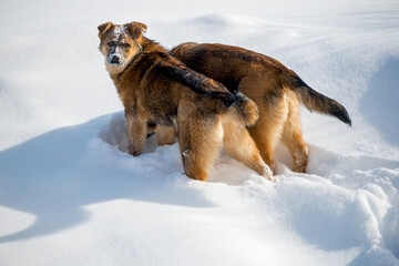Mongrel dogs looking for food in the snow on a sunny winter day