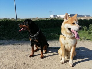 two dogs on the beach