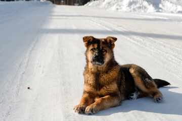 Mongrel dog for a walk on a sunny winter day