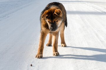 Mongrel dog playing with a pebble on a sunny winter day