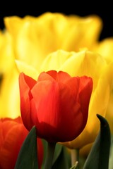 Red against yellow tulips